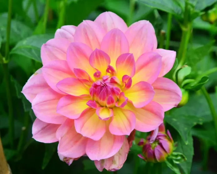 Framed Print : CJ7 0525 Dahlia, Sandia Rose Framed Print : CJ7 0525 Dahlia, Sandia Rose