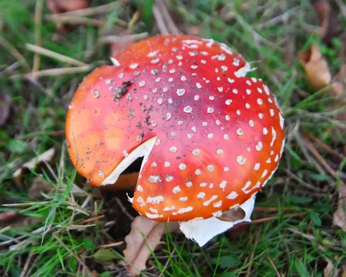 Framed Print : CJ7 0740 Fly agaric Framed Print : CJ7 0740 Fly agaric