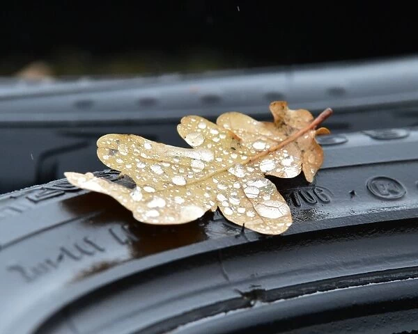 CM17 3026 Rain drops on an oak leaf