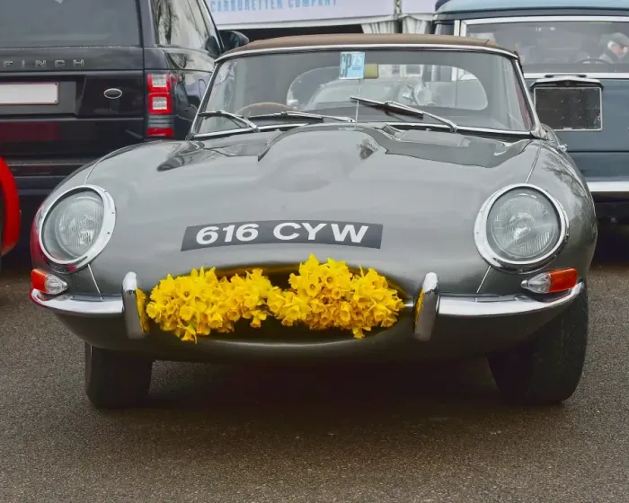 Rights Managed : CM18 0457 Jaguar E-Type, daffodils Rights Managed : CM18 0457 Jaguar E-Type, daffodils
