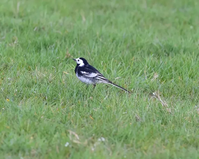Framed Print : CM18 3845 Pied Wagtail Framed Print : CM18 3845 Pied Wagtail