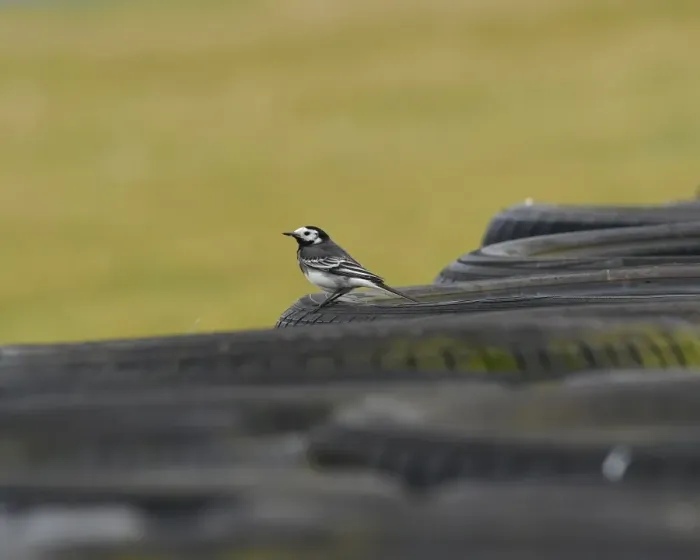 Framed Print : CM19 1635 Pied Wagtail