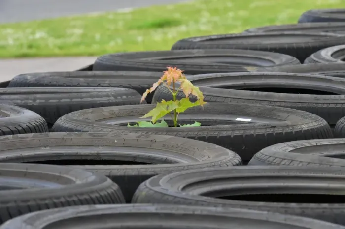 Framed Print : CM2 8132 Tree in a tyre Framed Print : CM2 8132 Tree in a tyre