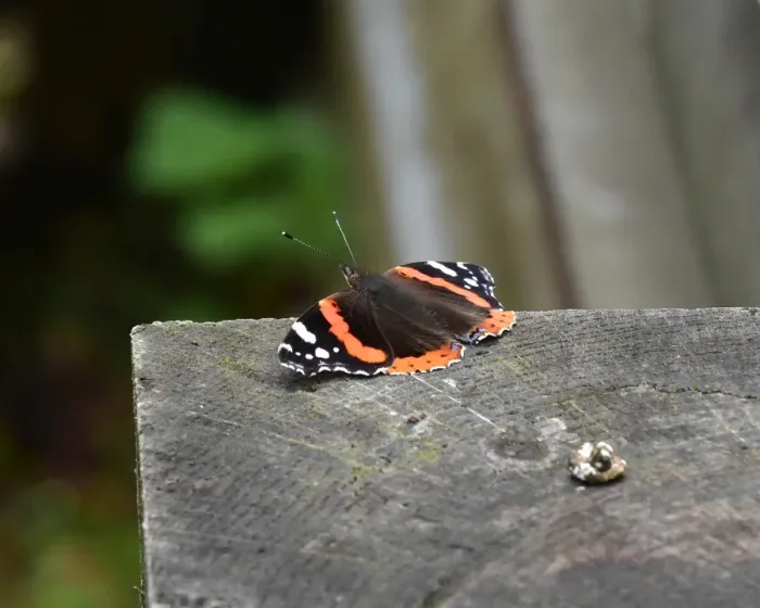 Framed Print : CM20 1064 Red Admiral, butterfly Framed Print : CM20 1064 Red Admiral, butterfly