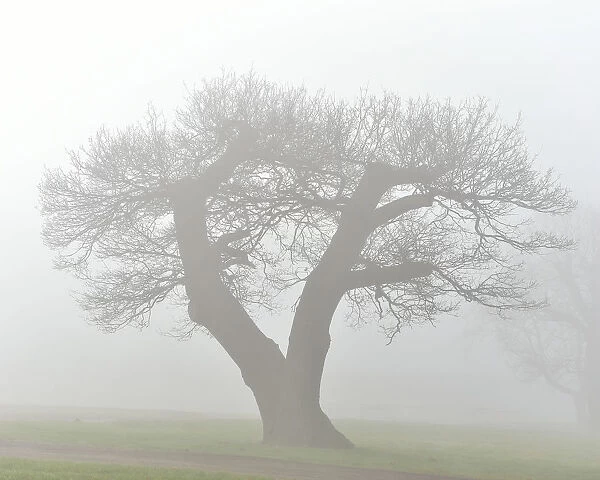 CM26 7174 Tree in the mist