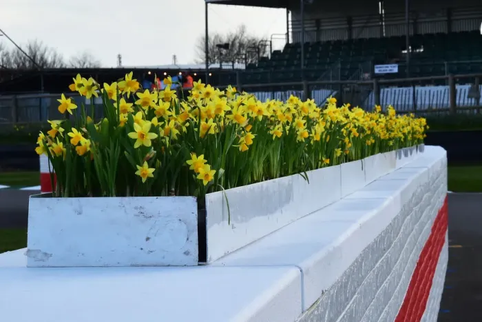 Rights Managed : CM32 6316 Daffodils on top of the chicane Rights Managed : CM32 6316 Daffodils on top of the chicane