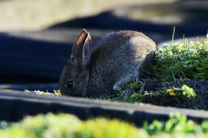 Rights Managed : CM34 4949 Rabbit on the wall near the chicane