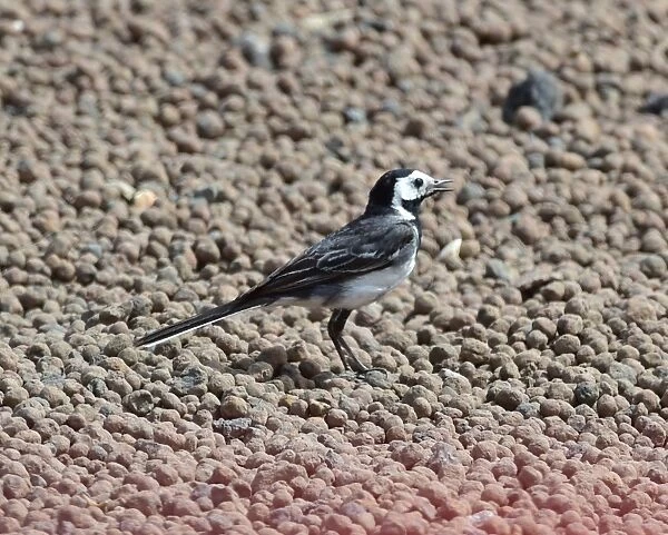 CM4 0710 Pied Wagtail, gravel trap