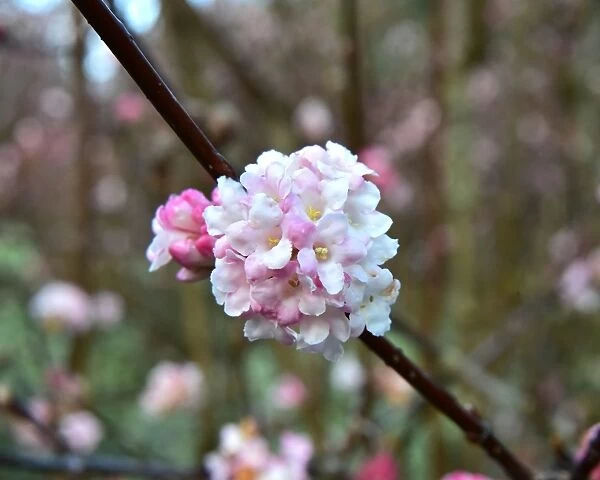 CM5 8841 viburnum bodnantense blossom