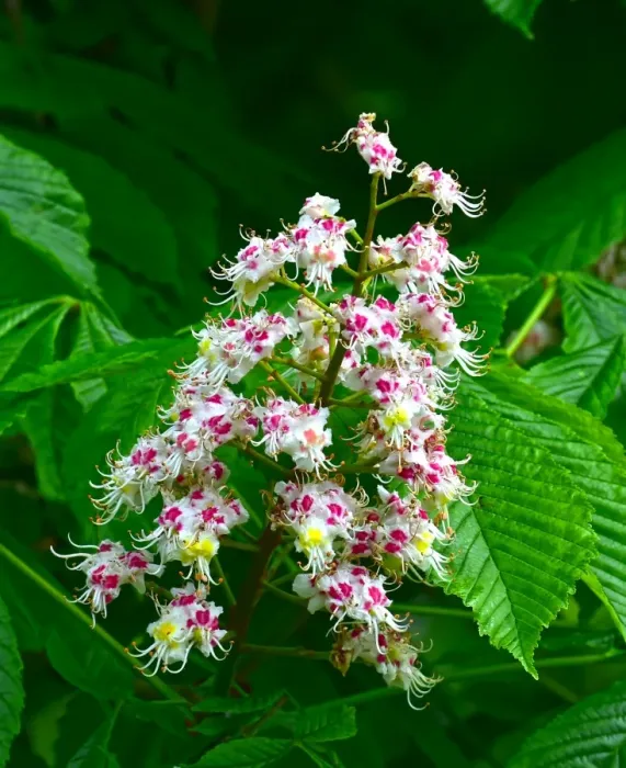 Framed Print : CM7 8391 Horse Chestnut, blossom Framed Print : CM7 8391 Horse Chestnut, blossom