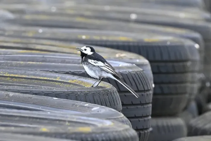 Framed Print : CZ2_6432 Wagtail on the tyrewall watching the racing.jpg Framed Print : CZ2_6432 Wagtail on the tyrewall watching the racing.jpg