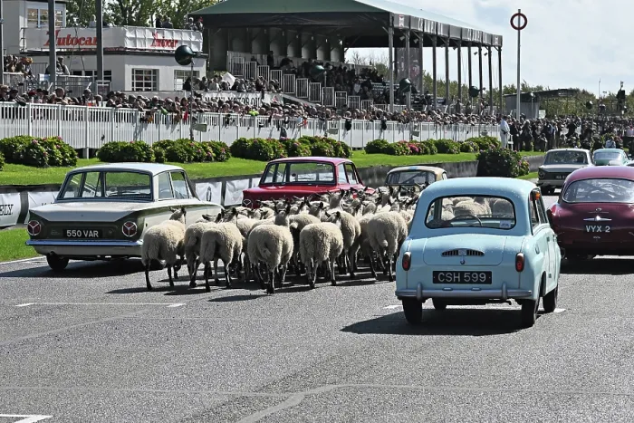 Rights Managed : CZ4_6806 Sheep on the grid.jpg Rights Managed : CZ4_6806 Sheep on the grid.jpg