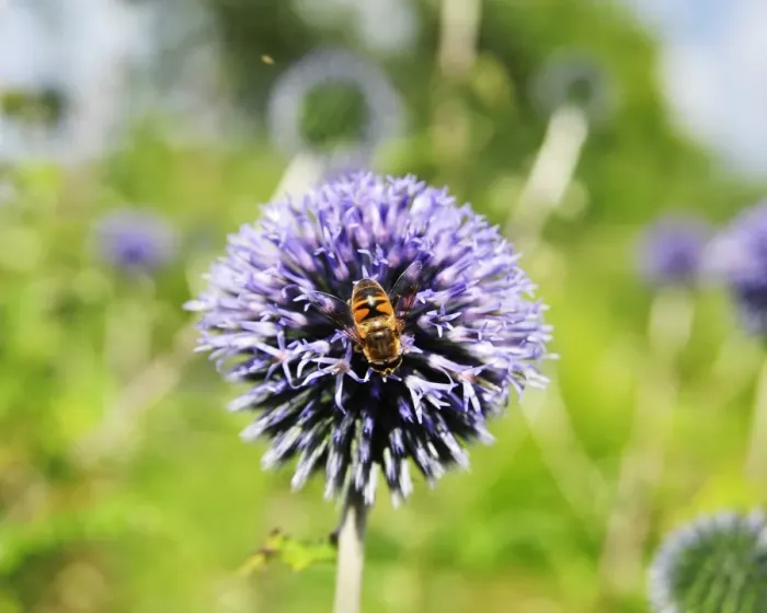 Framed Print : DSC1752 Bee on Allium Framed Print : DSC1752 Bee on Allium