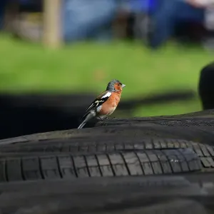 CJ10 7986 Common Chaffinch CJ10 7986 Common Chaffinch