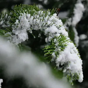 CJ14 7524 Snow on pine needles CJ14 7524 Snow on pine needles