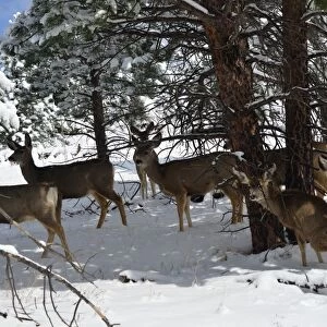 CJ3 3116 Herd of wild deer