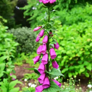 CJ3 8439 Foxglove, Digitalis CJ3 8439 Foxglove, Digitalis