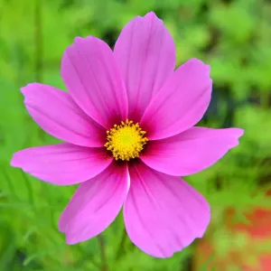 CJ3 8453 Anemone japonica CJ3 8453 Anemone japonica