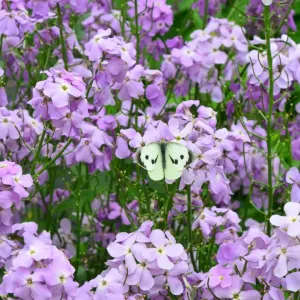 CJ3 8465 Pieris brassicae, Cabbage white Butteryfly CJ3 8465 Pieris brassicae, Cabbage white Butteryfly