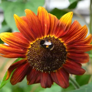 CJ4 5954 Bee on a helenium autumnale CJ4 5954 Bee on a helenium autumnale