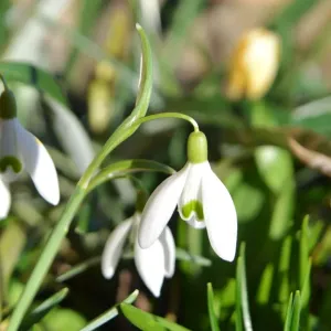 CJ5 3322 Snow Drops, galanthus CJ5 3322 Snow Drops, galanthus