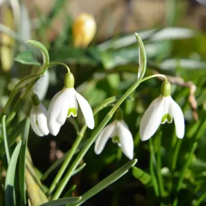 CJ5 3323 Flores de Nieve, galanthus. CJ5 3323 Flores de Nieve, galanthus.