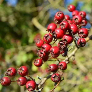 CJ5 6677 bayas de hawthorn. CJ5 6677 bayas de hawthorn.