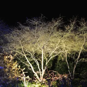 CJ5 6682 Illuminated tree CJ5 6682 Illuminated tree