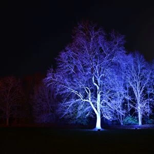 Beautiful England Collection: Winter lights, enchanted Forest