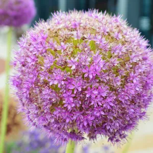 CJ6 5837 Allium