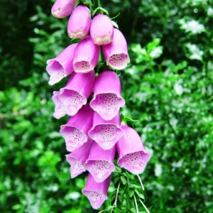 CJ6 5861 Foxglove, Digitalis