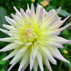 CJ7 0490 Dahlia, Eastwood Moonlight CJ7 0490 Dahlia, Eastwood Moonlight