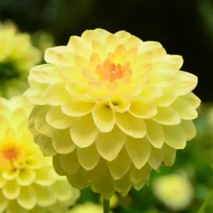CJ7 0495 Dahlia, Woodside Finale CJ7 0495 Dahlia, Woodside Finale