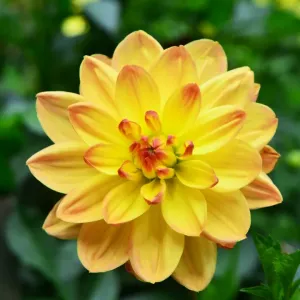 CJ7 0498 Dahlia, Bracken Lorelei CJ7 0498 Dahlia, Bracken Lorelei