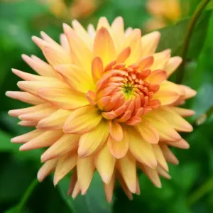 CJ7 0501 Dahlia, Si Dainty. CJ7 0501 Dahlia, Si Dainty.