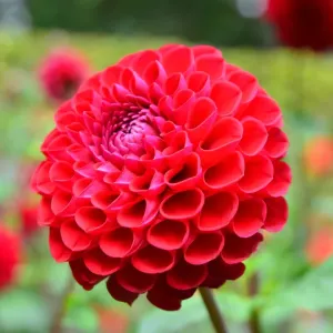 CJ7 0504 Dahlia, Anelog CJ7 0504 Dahlia, Anelog