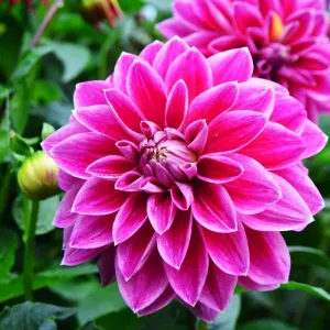 CJ7 0509 Dahlia, Purple Pearl CJ7 0509 Dahlia, Purple Pearl