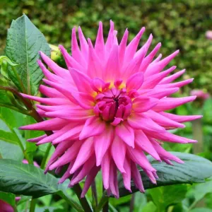 CJ7 0512 Dahlia, Parkland Rave CJ7 0512 Dahlia, Parkland Rave
