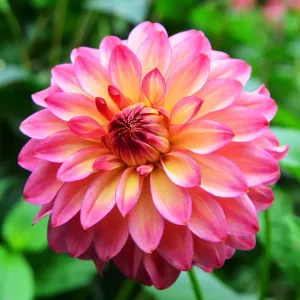 CJ7 0515 Dahlia, Rossendale Flamenco CJ7 0515 Dahlia, Rossendale Flamenco
