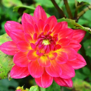 CJ7 0519 Dahlia, Kilburn Glow CJ7 0519 Dahlia, Kilburn Glow
