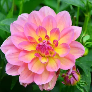 CJ7 0525 Dahlia, Sandia Rose CJ7 0525 Dahlia, Sandia Rose