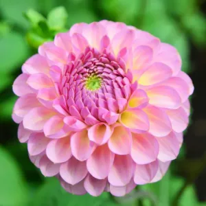 CJ7 0528 Dahlia, Hamari Rose CJ7 0528 Dahlia, Hamari Rose