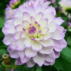 CJ7 0530 Dahlia, Lune de Caroline. CJ7 0530 Dahlia, Lune de Caroline.
