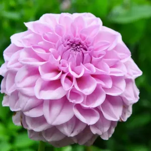 CJ7 0534 Dahlia, Oreti Classic CJ7 0534 Dahlia, Oreti Classic
