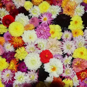 CJ7 0543 Dahlias CJ7 0543 Dahlias