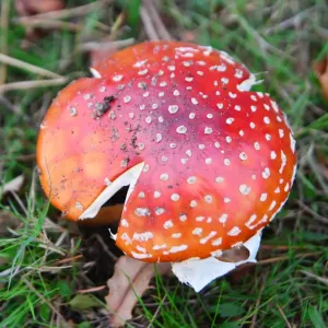 CJ7 0740 Fly agaric CJ7 0740 Fly agaric