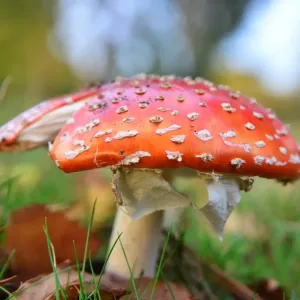CJ7 0745 Champignon volant. CJ7 0745 Champignon volant.