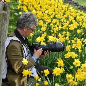 CM1 2908 Jeff Bloxham, daffodils CM1 2908 Jeff Bloxham, daffodils