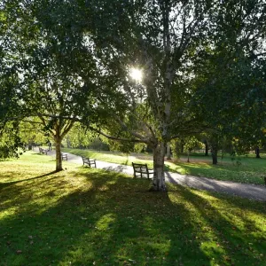 CM17 2165 Early morning sun through the trees CM17 2165 Early morning sun through the trees