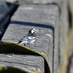 CM30 9841 Pied Wagtail